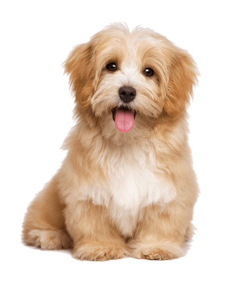 http://veterinaryclinic.cl/wp-content/uploads/2017/04/about-index-458x579.png